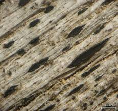 Attēlu rezultāti vaicājumam “Xylographa paralella”