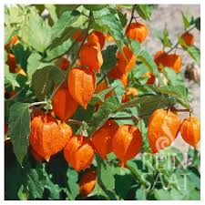 Image result for Lampionblume