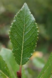 Attēlu rezultāti vaicājumam “Salix myrtilloides leaf”