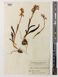 Attēlu rezultāti vaicājumam “Orchis mascula leaf”