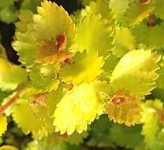 Attēlu rezultāti vaicājumam “Betula nana”