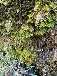 Attēlu rezultāti vaicājumam “Hylocomiastrum umbratum”