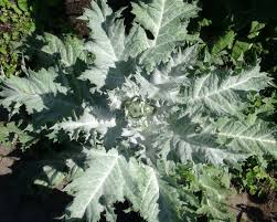 Image result for Onopordum acanthium