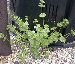 Attēlu rezultāti vaicājumam “Lamium amplexicaule”