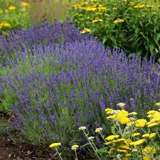 Attēlu rezultāti vaicājumam “Lavandula angustifolia flower”