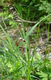 Attēlu rezultāti vaicājumam “Melica nutans flower”