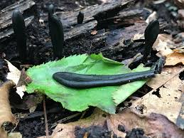 Attēlu rezultāti vaicājumam “Geoglossum sp.”