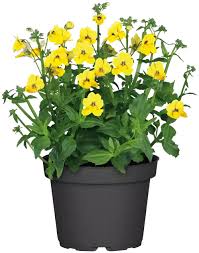 Image result for Elfenspiegel