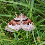 Attēlu rezultāti vaicājumam “Xanthorhoe designata”