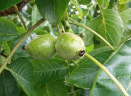 Attēlu rezultāti vaicājumam “Juglans regia fruit”