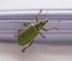 Attēlu rezultāti vaicājumam “Polydrusus mollis”