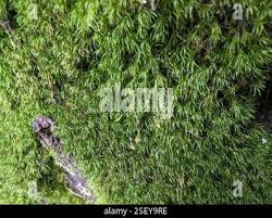 Attēlu rezultāti vaicājumam “Dicranella heteromalla”