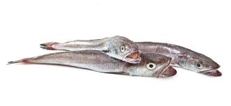 Image result for Merluccius merluccius