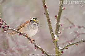 Image result for Zonotrichia albicollis