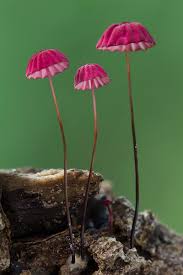 Attēlu rezultāti vaicājumam “Marasmius sp.”