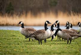 Attēlu rezultāti vaicājumam “Branta canadensis adult”