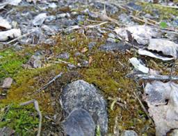 Attēlu rezultāti vaicājumam “Campylophyllum sommerfeltii”