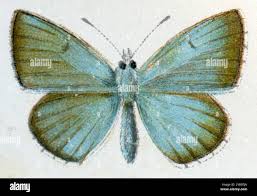 Attēlu rezultāti vaicājumam “Agrodiaetus amandus”