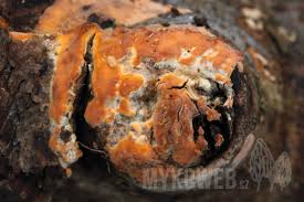 Attēlu rezultāti vaicājumam “Peniophora laurentii”