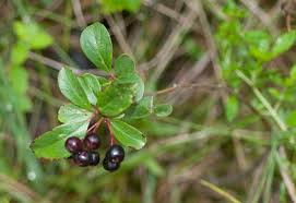 Attēlu rezultāti vaicājumam “Vaccinium uliginosum”