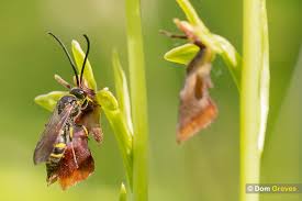 Attēlu rezultāti vaicājumam “Ophrys insectifera”