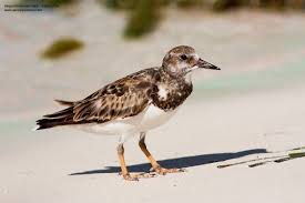 Attēlu rezultāti vaicājumam “Arenaria interpres”