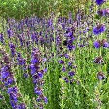 Attēlu rezultāti vaicājumam “Hyssopus officinalis”