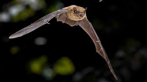 Attēlu rezultāti vaicājumam “Pipistrellus pygmaeus”