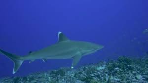 Image result for Carcharhinus albimarginatus
