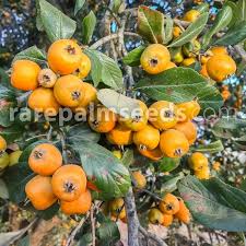 Attēlu rezultāti vaicājumam “Crataegus macracantha fruit”
