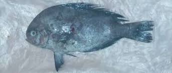 Image result for Schedophilus ovalis