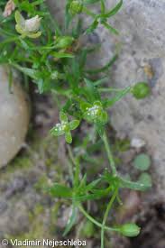 Attēlu rezultāti vaicājumam “Sagina procumbens fruit”