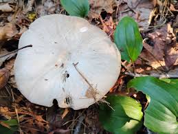 Attēlu rezultāti vaicājumam “Gymnosporangium cornutum”