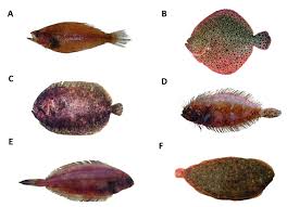 Image result for Glyptocephalus cynoglossus