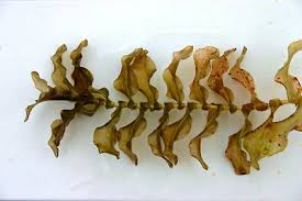 Attēlu rezultāti vaicājumam “Potamogeton perfoliatus leaf”