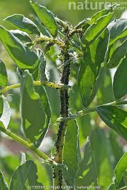 Attēlu rezultāti vaicājumam “Aphis fabae”