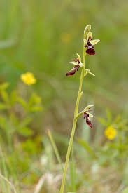 Attēlu rezultāti vaicājumam “Ophrys insectifera”