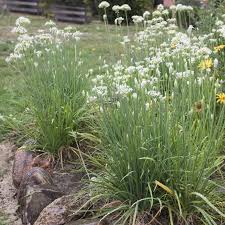 Image result for Schnittknoblauch