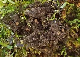 Attēlu rezultāti vaicājumam “Leptogium lichenoides”