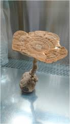 Attēlu rezultāti vaicājumam “Lignydium muscorum macro”