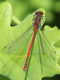 Attēlu rezultāti vaicājumam “Pyrrhosoma nymphula”