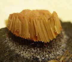 Attēlu rezultāti vaicājumam “Stemonitis flavogenita”