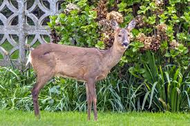 Attēlu rezultāti vaicājumam “Capreolus capreolus”
