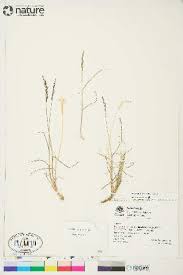 Attēlu rezultāti vaicājumam “Poa remota”