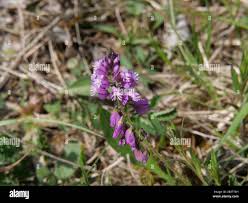 Attēlu rezultāti vaicājumam “Polygala comosa flower”