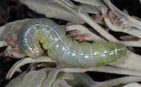 Attēlu rezultāti vaicājumam “Orthosia cruda”