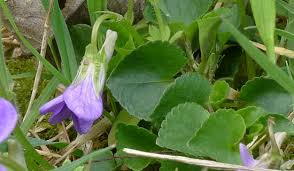 Attēlu rezultāti vaicājumam “Viola riviniana flower”