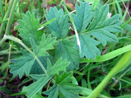 Attēlu rezultāti vaicājumam “Pimpinella saxifraga leaf”