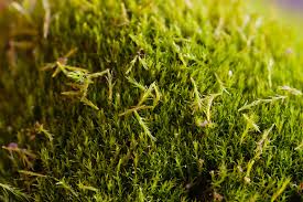 Attēlu rezultāti vaicājumam “Dicranum flagellare”