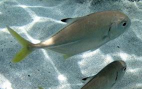 Image result for Caranx latus